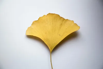 Is Long-Term Ginkgo Biloba Use Safe?
